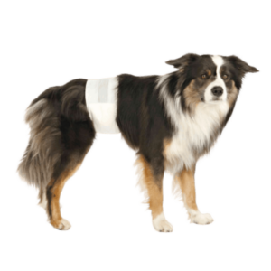 pannolini per cani maschi, pannolini per cani,