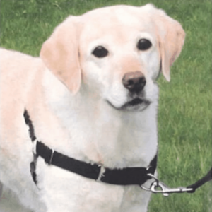 Trixie Pettorina Easy Walk Professional Cane, Trixie,