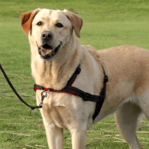 Trixie Pettorina Lead and Walk Soft Cane, Trixie,