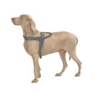 Liu Jo Pets Pettorina Big Basic Nero, pettorina griffata per cani,