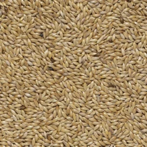 manitoba scagliola canary seed